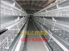 鲁兴自动化鸭笼设备高端养殖设备优质低价鸭舍专用笼养设备