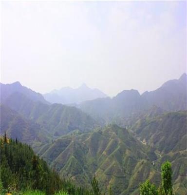 安溪祥华乡珍山茶-清香型铁观音-古早茶