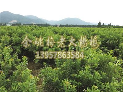 供应地径3-6公分荸荠东魁水晶杨梅苗！