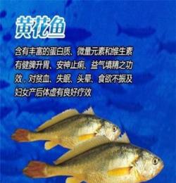 翔遠 冷凍粗加工水產品黃花魚 酒店飯店大量用品