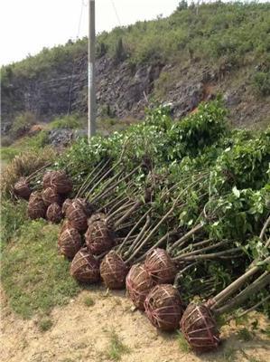 四川腊梅基地 成都精品腊梅 腊梅