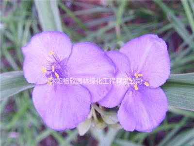 大小规格沭阳死去大量低价出售紫露草基地