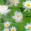 植物睡莲，睡莲种苗，别名：子午莲、水芹花、瑞莲、水洋花