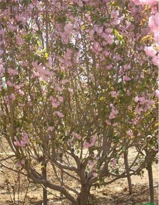 樱花、木槿、紫薇、紫叶李、红枫、垂柳、青桐、桂花