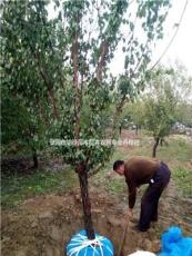 河北地区供应大量自家种植的杏树