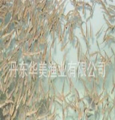 三文鱼苗供应批发尽在丹东华美渔场