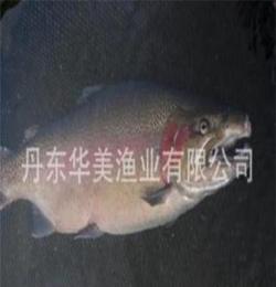 供應(yīng)冰鮮活三文魚 道氏鮭系列產(chǎn)品