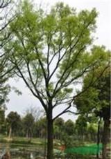2016年朴树出售，江苏朴树大量供应，朴树低价批发