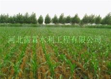 山东玉米地-多孔式微喷带灌溉方法