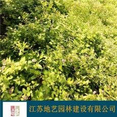 基地直销绣线菊  红花绣线菊照片 江苏金焰绣绣线菊基地