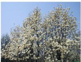 供應(yīng)白玉蘭2/河南白玉蘭2低價(jià)格批發(fā)