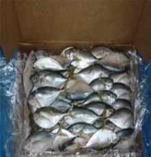 厂家供应 优质新鲜 南美树叶鱼冷冻水产品 海鲜产品