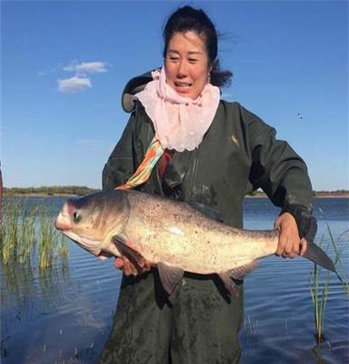 野生鱼批发零售 通榆蛤蟆泡野生鱼生态有机绿色淡水胖头鱼