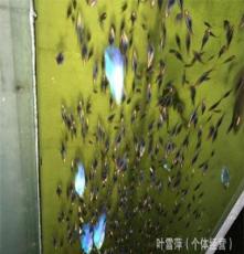 上海热带观赏鱼养殖基地大量供应批发 红大沟红叉鱼 渔场自产自销