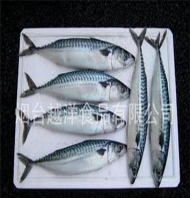 冷冻鲐鱼原料 冷冻粗加工水产品