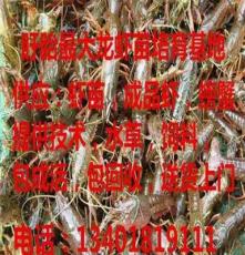 南阳 安徽六安龙虾苗提供技术