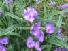 大小规格紫露草基地