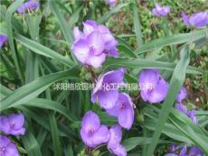 大小规格紫露草基地