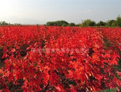 大量供应红枫小苗 红枫小苗*新报价