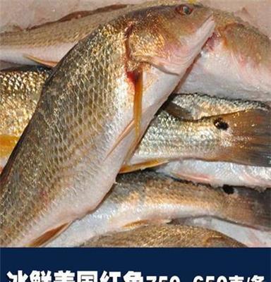 冰鲜鱼 冰鲜红鱼约650-750克/条 细嫩刺少汁多 海产品