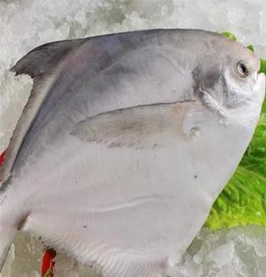 海产品冻鱼 冷冻金鲳鱼 8.4斤/盒 8~9条/盒 骨软刺少 批发
