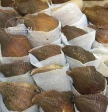北朝鲜红皮螺 海螺批发 进口海螺 东莞海鲜批发 路来海鲜