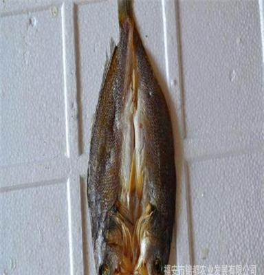 锦都 直销 新鲜活鱼 优质春只鱼 现捞现卖 品质保证