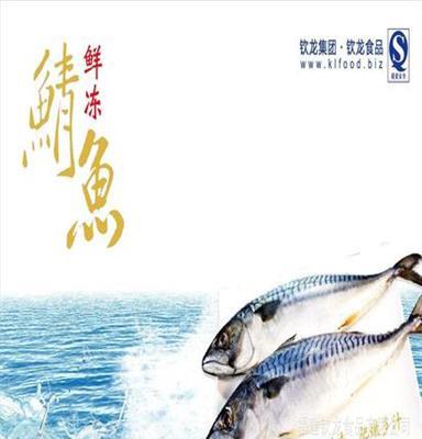 钦龙食品 供应天然鯖魚 各类海鲜批发、冰鲜（冷冻）鱼类