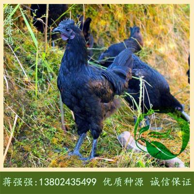 广东绿壳蛋鸡苗孵化场-全年批发五黑鸡苗