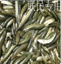 大量批發(fā)齊規(guī)格黑魚苗