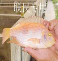 紅羅非魚（彩虹鯛）