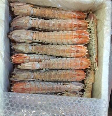 供应泰国虾蛄批发 海鲜冻品供应商