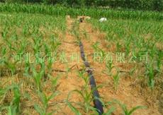 山东小麦田灌溉-多孔带-微喷灌技术