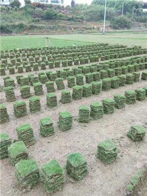 长沙马尼拉草卷、草皮块、别墅草坪卷草