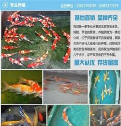 陕西锦鲤养殖 汇统观赏鱼规格全(查看)
