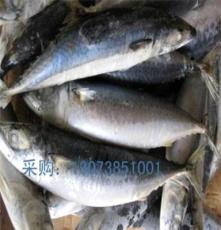 新鲜浙江水产品船冻青占鱼鲐巴鱼青鱼出口东南亚国家青花鱼