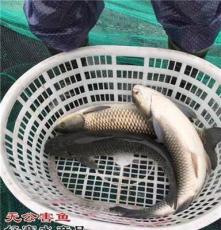 金华无公害鱼报价 好赛水产品(在线咨询)