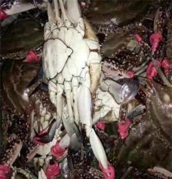 莱州湾海捕野生梭子蟹，红膏蟹肉质饱满
