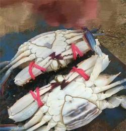 莱州海捕野生梭子蟹肉质饱满