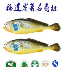 ISO9001认证 福建特产 宁德大黄鱼黄瓜鱼 威尔斯 350克醇香黄鱼鲞