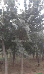 供應(yīng).紫荊.五角楓.欒樹.杜仲.黃櫨.黃連木山茱萸..木瓜