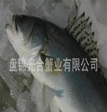 大量批发供应辽宁盘锦单冻鲈鱼 淡水鲈鱼 天然优质鲈鱼 价格实在