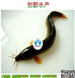 江西水產品泥鰍魚苗種 港興魚苗