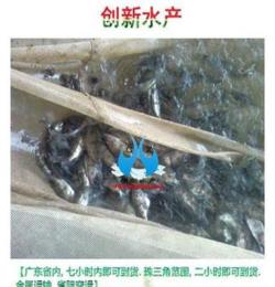 桂魚苗喂養 珠海優質桂花魚苗_港興魚苗 鮮活水產品