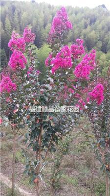 福建南平供应3-5公分红叶紫薇
