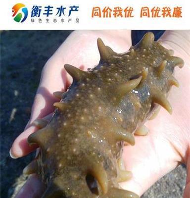 供应鲜活海参/即食海参/鲜活海鲜/海产品/水产品 规格齐全