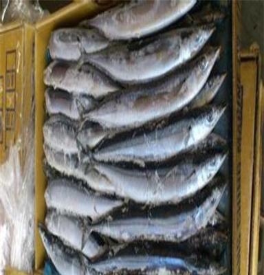 厂家直销 冷冻海鳗鱼 顶级 进口 11500元/吨