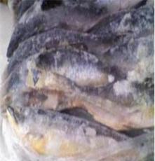 厂家直销冷冻松鱼 进口 13000元/吨