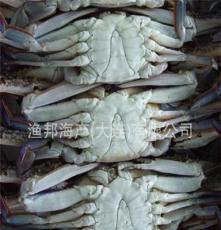 供应海鲜 速冻肥蟹 冷冻蟹类水产品 海鲜蟹类 梭子蟹
