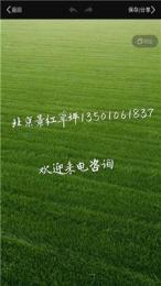 北京草坪景红草坪基地常年出售各种草坪
